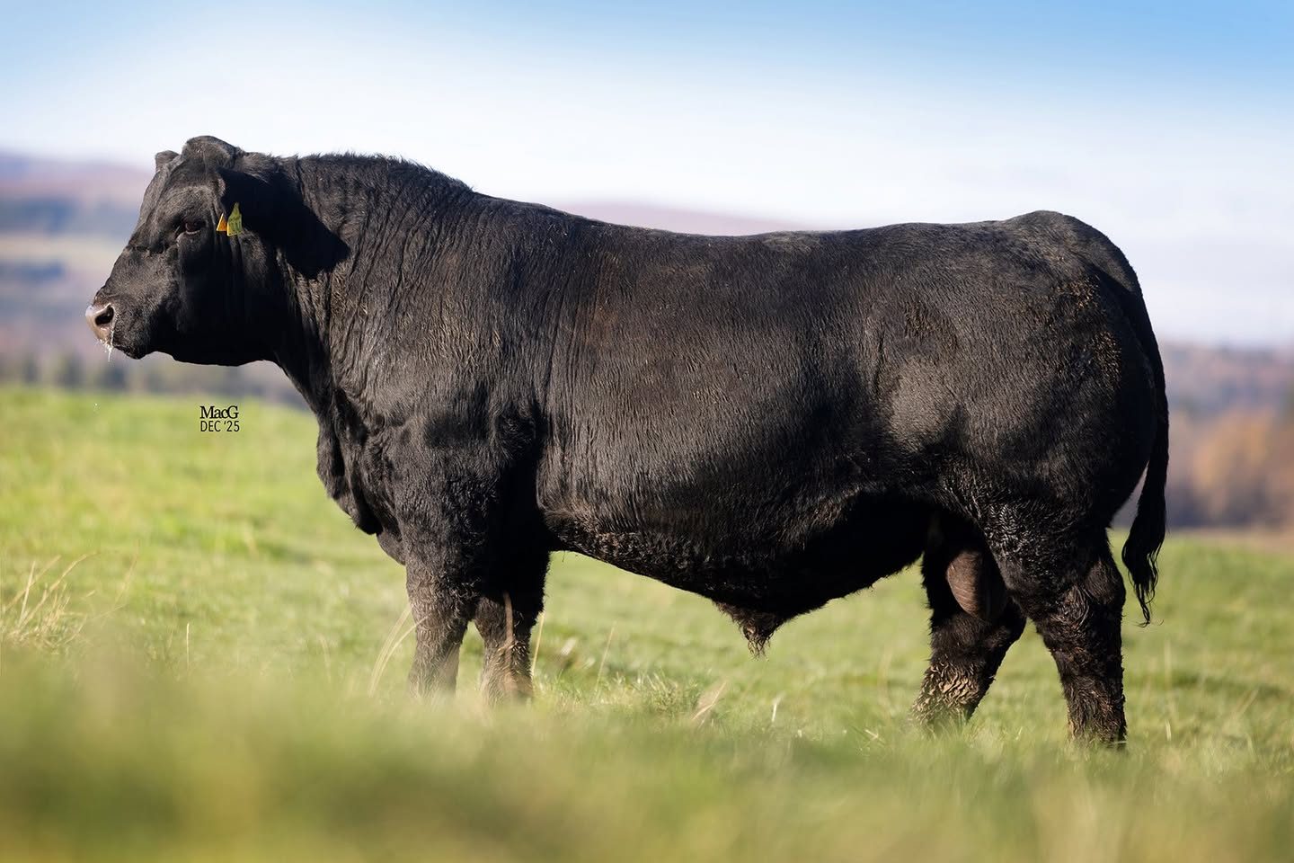 Angus bull